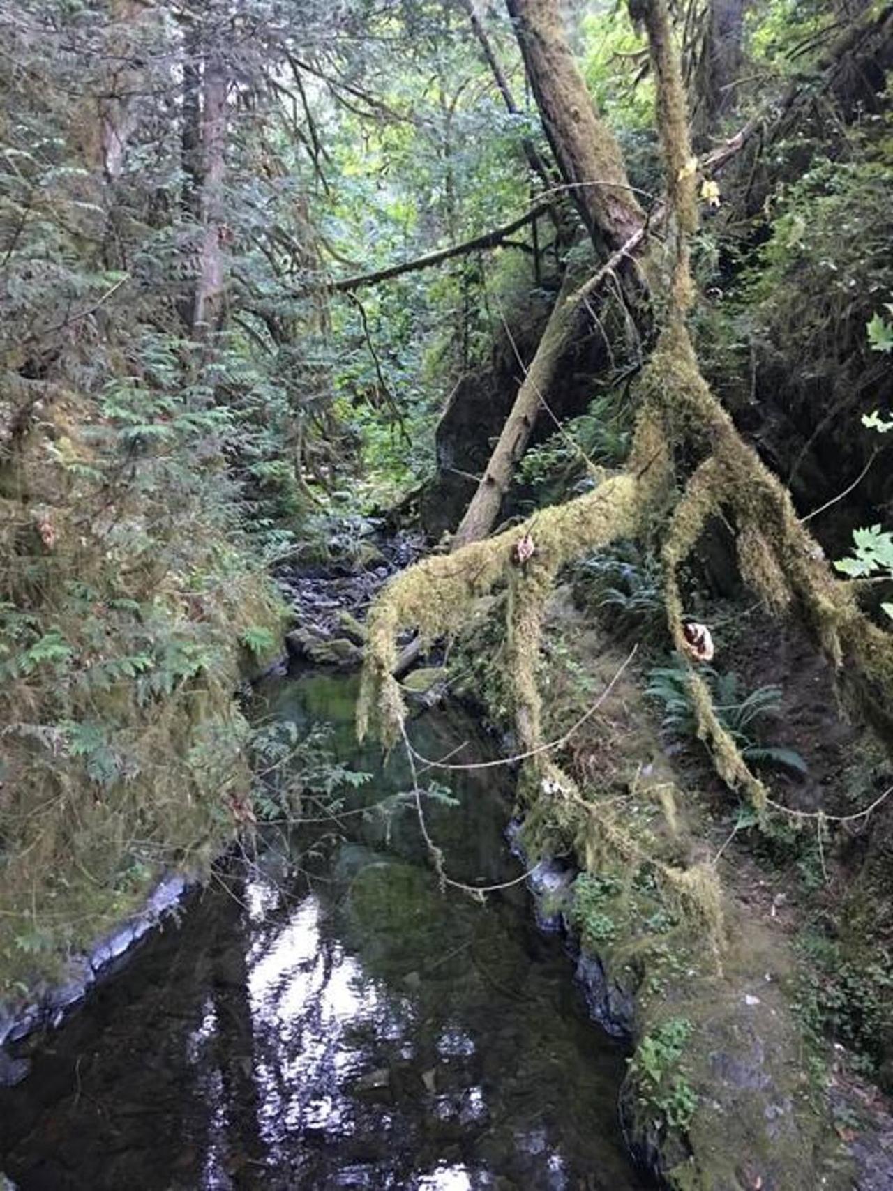 The Great Escape - Port Renfrew Villa Bagian luar foto